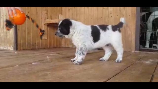 Щенок САО - алабая - мальчик. ПРОДАЖА. Дата рождения: 05.06.2019 г. - http://beliy-lekar.ru смотреть онлайн