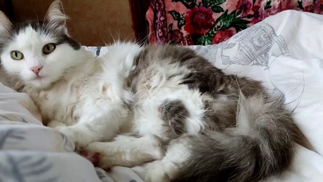 Кошка муся