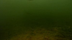 Как рыба снимает наживку с крючка? - Подводная съёмка.