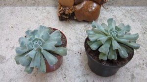 #Suculentadodia! | Echeveria Topsy Turvy