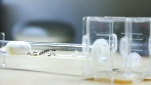 РЕАКТИВНЫЙ МУРАВЕЙ - БЫСТРЕЕ ЗВУКА! Camponotus parius - обзор муравьёв! \\ Димон и пумба