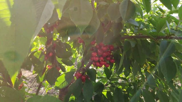 Плодоношение черешни родина 2021 в питомнике Барский Сад смотреть онлайн