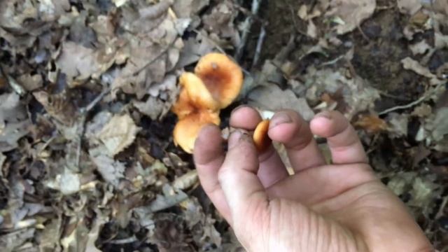 Грибы в лесу - Молочай,Подорешник.Lactarius Volemus смотреть онлайн