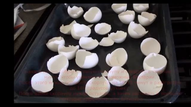 Польза яичной скорлупы, о которой вы не знали