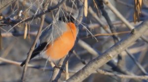 Чем кормится Снегирь зимой? What do bullfinches eat in winter?