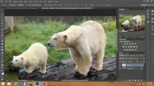 PHOTOSHOP CC | White Bear-หมีเผื่อก