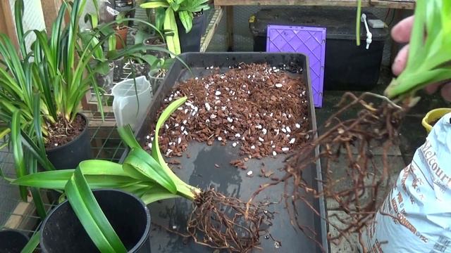 A mix of Orchids for you. смотреть онлайн