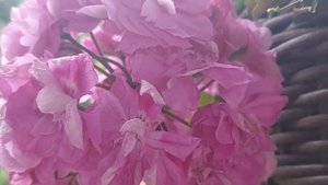 пеларгония Ю- Сиреневый Туман #пеларгония #пеларгонии #flower