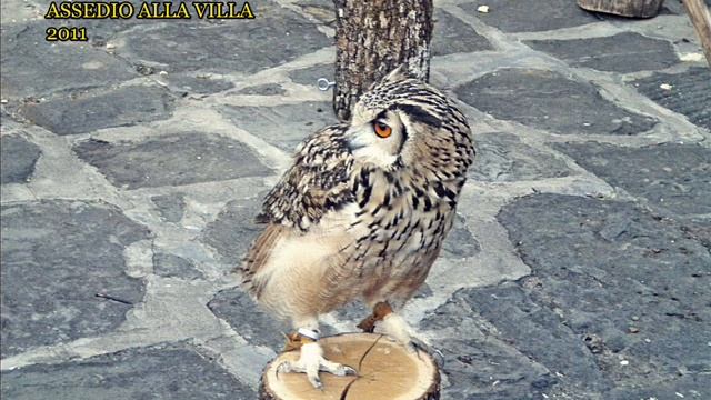 POGGIO A CAIANO BY MASSIMILIANO GALARDI смотреть онлайн