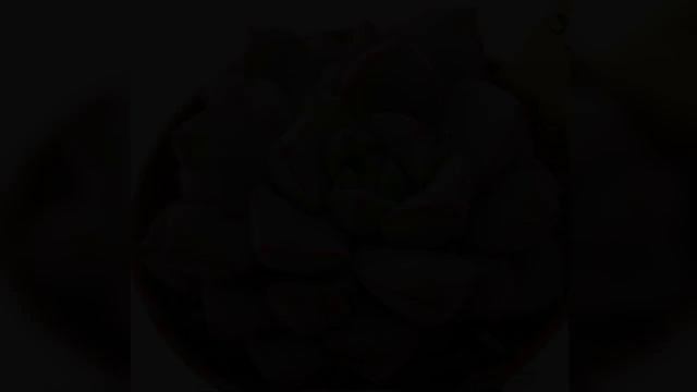 Echeveria Succulents Slideshow Collection #1 смотреть онлайн