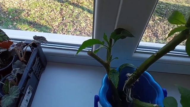 Черенкование Бругмансии. Обрезка ,подготовка к зиме #бругмансия смотреть онлайн