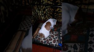 Как щенок Джек Рассел терьер ложится спать .