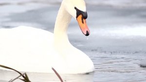 Лебідь-шипун. Mute swan. Cygnus olor. Новоград-Волинський