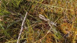 СОБИРАЕМ КЛЮКВУ | ЦЕНА КЛЮКВЫ НА РЫНКЕ | СРАВНИВАЕМ С ПРОШЛЫМ ГОДОМ | ЦЕНА ВЫШЕ | ЛАТВИЯ