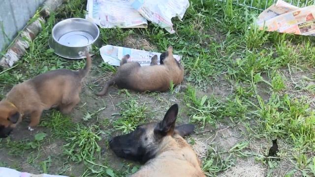 Щенкам малинуа Китти и Фаера 1 месяц. Маленькое видео с детской песенкой. смотреть онлайн