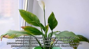 Как помочь спатифиллуму, если начинают желтеть листья?