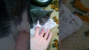 Кошка по имени Буся безумна любит кушать палцы
