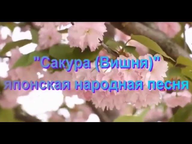 "Сакура (Вишня)"