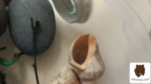 КАК СДЕЛАТЬ АРЕНУ И АНТИПОБЕГ ДЛЯ МУРАВЬЕВ! Сибирский мишка