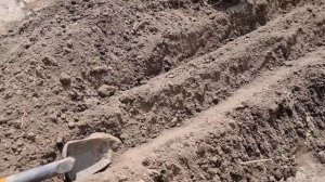 Каждый год сажаю лук Эксибишн на грядку только так