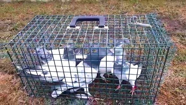 Голуби Будапештские высоколетные Андрея!Тернопольская обл.