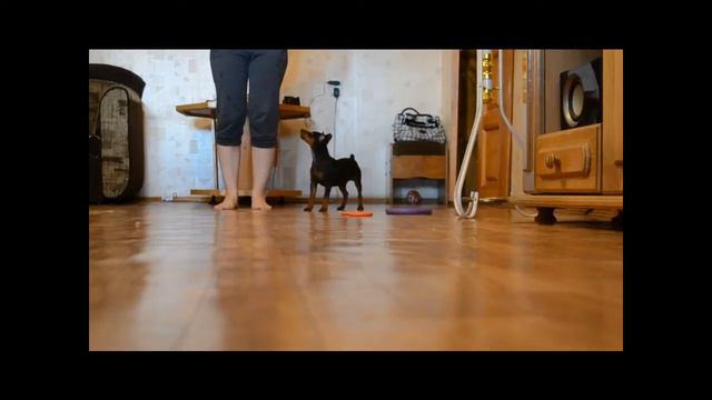 Пинчер Тимошка 3,5 месяцев смотреть онлайн