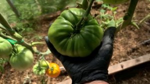 Обзор сортов томатов. В.Г.Алифирова.Часть 2.