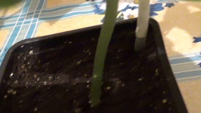 Ранние огурцы для салата-13 дней жизни. смотреть онлайн