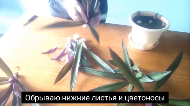 Часть 1.  Черенкование рео