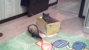 Хорек и кошка:кто кого?