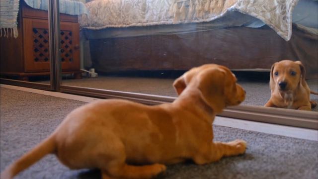 Милые животные и красивые видео #животные #домашние питомцы #милые животные смотреть онлайн