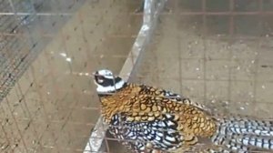 Королевский фазан. Серебряный фазан.