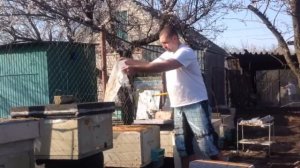 Ставлю 12 ти рамочный корпус с сушью для быстрого развития пчёл 11 Простое пчеловодство