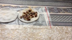 Сажаем лимон из семечка (косточки). Быстрые всходы цитрусовых сеянцев .