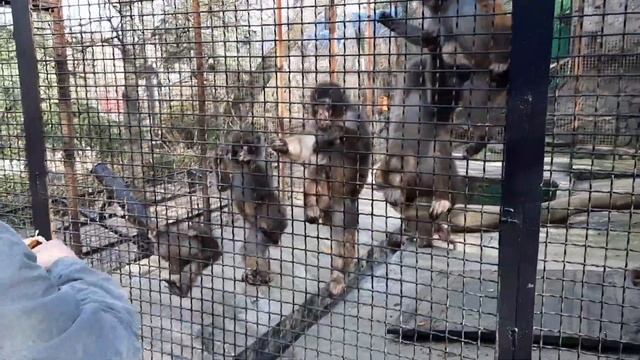 КРЫМ ЯЛТА - ЗООПАРК "СКАЗКА" // РАДИ ЧЕГО МЫ ЕХАЛИ?! смотреть онлайн