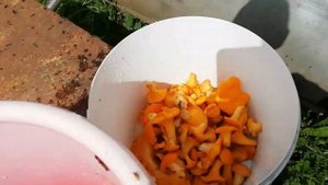 Чистим лисички/лайфхак