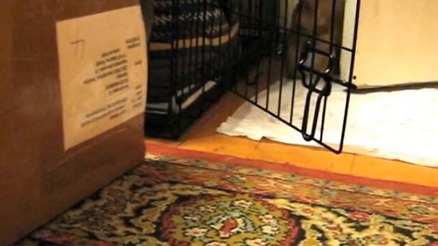 Щенки английского кокер спанеля, р.09.09.12 смотреть онлайн