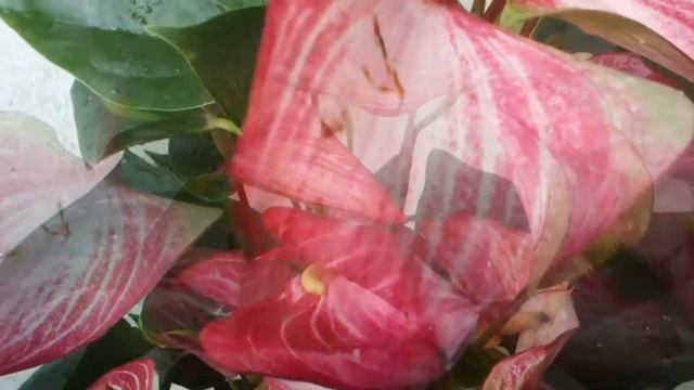 Сорта антуриумов / Антуриум Ливиум / Livium смотреть онлайн