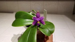 Orchid Showcase: Phalaenopsis violacea var indigo