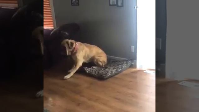 Кошки бьют собак😁 смотреть онлайн