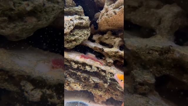 Все время пугаюсь, что боция пошла умирать? но нет, она там отдыхает? #glushkov_aquafish #аквариум смотреть онлайн