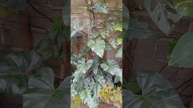 Philodendron dark lord, Philodendron dragon, Monstera adansonii