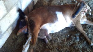 Ellie Giving Birth To Twin Baby Goats