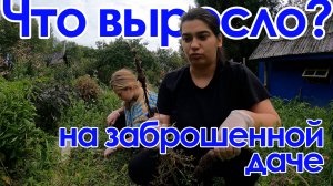 Забросили дачу? Очень острые перцы / Наша ферма.
