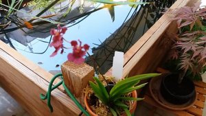 Орхидея Толумния(Tolumnia)уход.