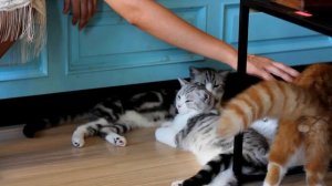 Кафе B Cat Cafe на Пхукете Тайланд с кошками