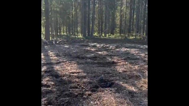 Из грязи и торфа в идеальный участок за 1 день / осушили торфяник #дача #дачныйвлог #строительство