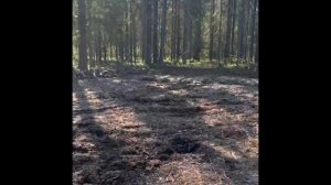 Из грязи и торфа в идеальный участок за 1 день / осушили торфяник #дача #дачныйвлог #строительство