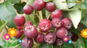 Рябина Рубиновая. Краткий обзор, описание характеристик sorbus rubinowaja a Рубиновая