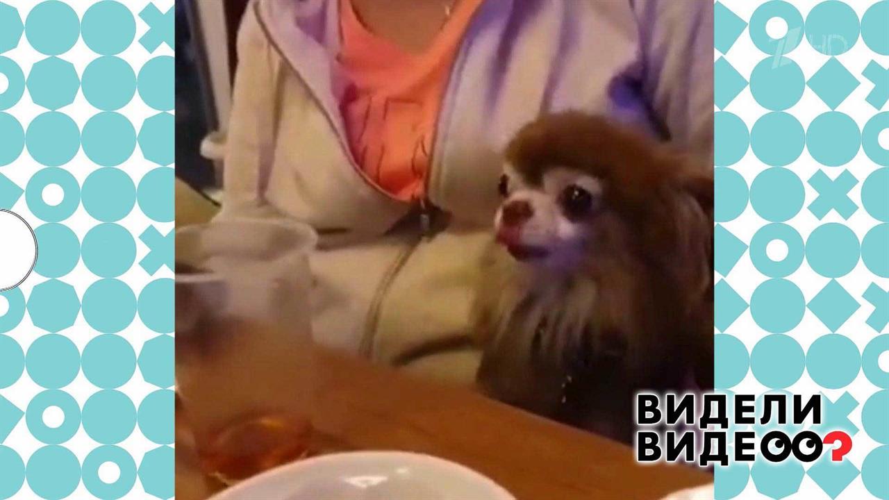 Чихуахуа вступил в беседу. Видели видео? Фрагмент выпуска от 11.10.2020